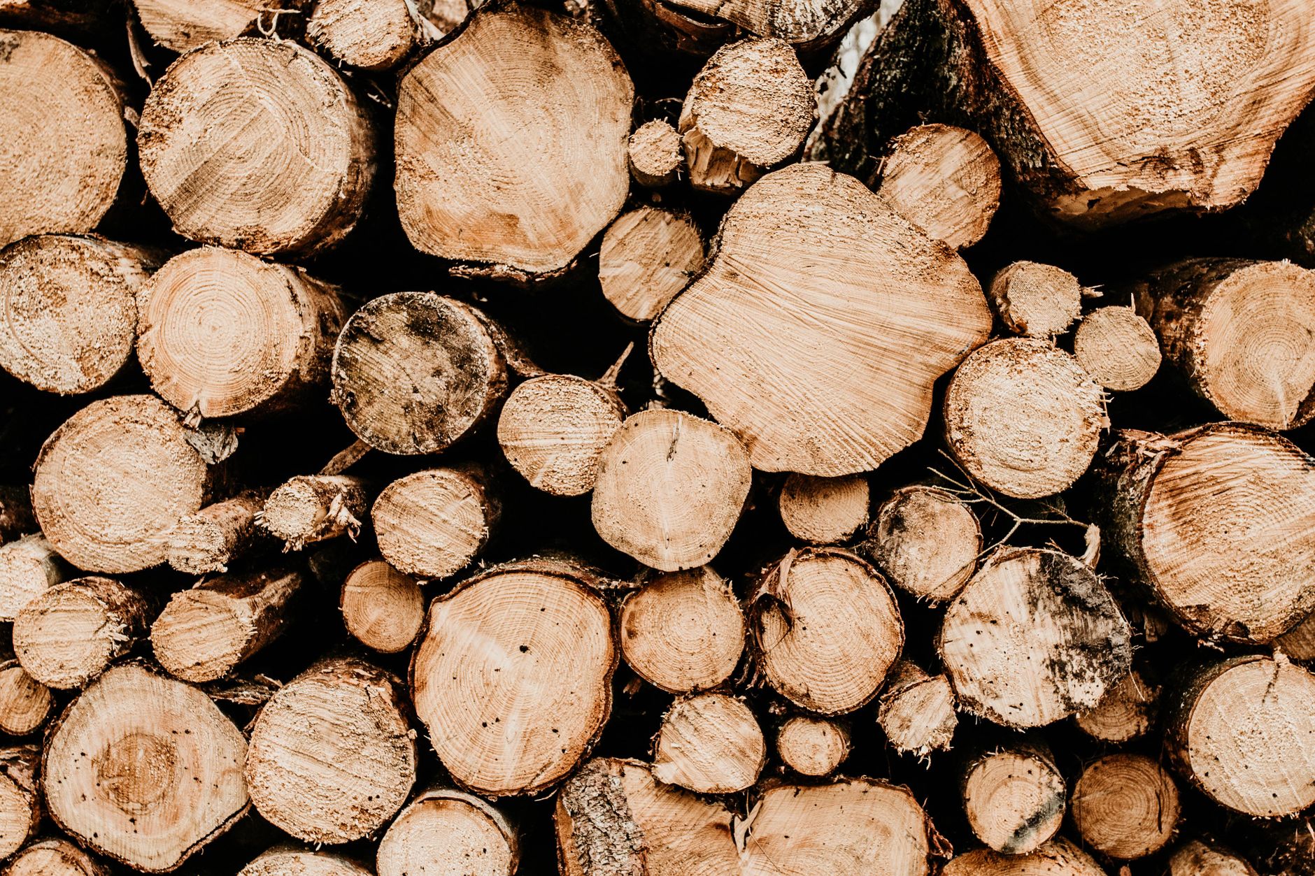 Pile de bûches de bois clair fraîchement fendu