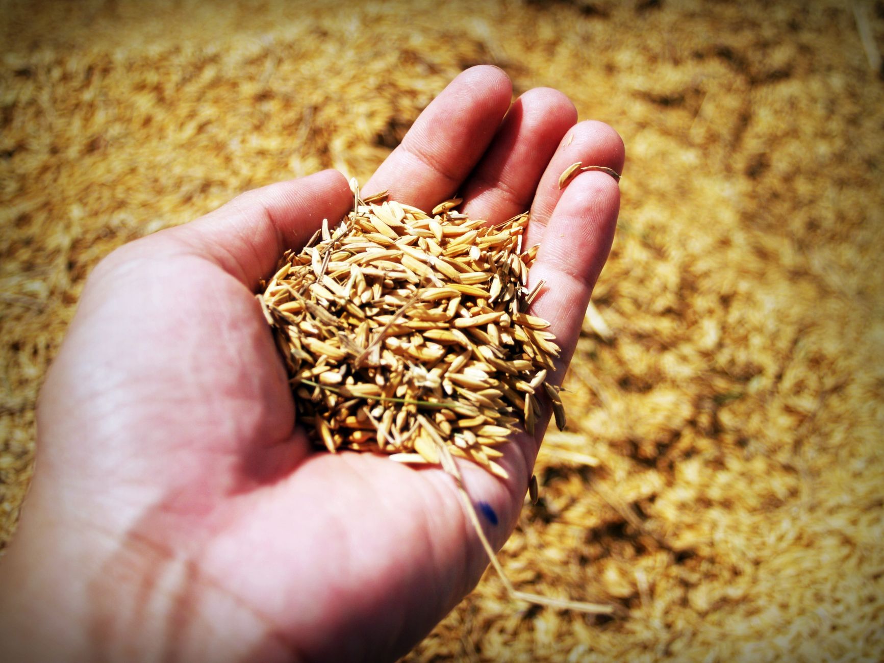 Detail de granules de bois