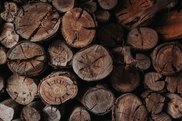 Mérule sur bois de chauffage : faut-il s&rsquo;inquiéter ?