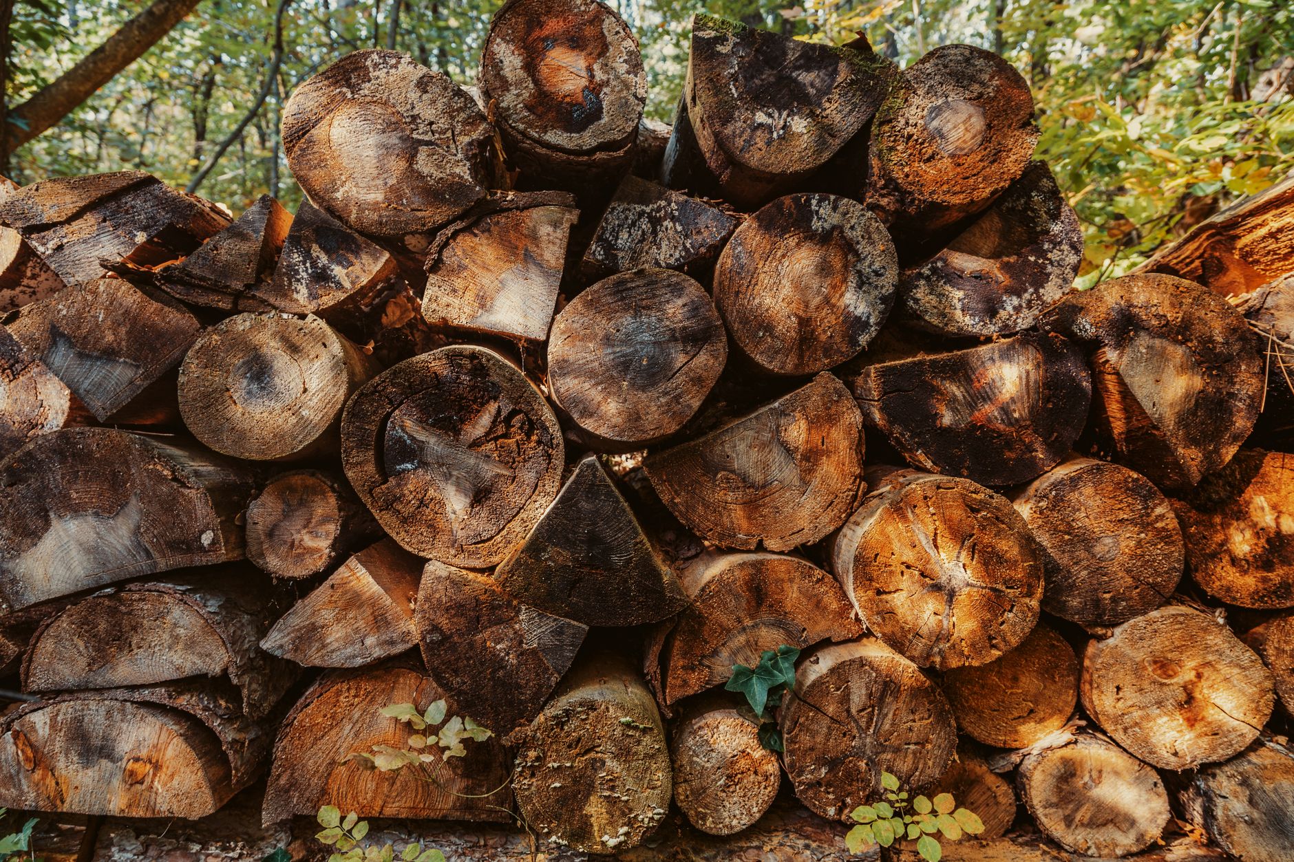 Pile de bûches en forêt ensoleillée